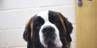 Plymouth animal charity warning on growing social media pet trade Online-pet-sales-Woodside---Clyde-the-St-Bernard