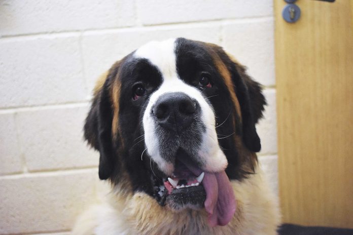 Online-pet-sales-Woodside---Clyde-the-St-Bernard Online-pet-sales-Woodside---Clyde-the-St-Bernard