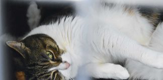 Plymouth animal charity opens its first onsite spaying clinic Clinic-Cat-recovery-2