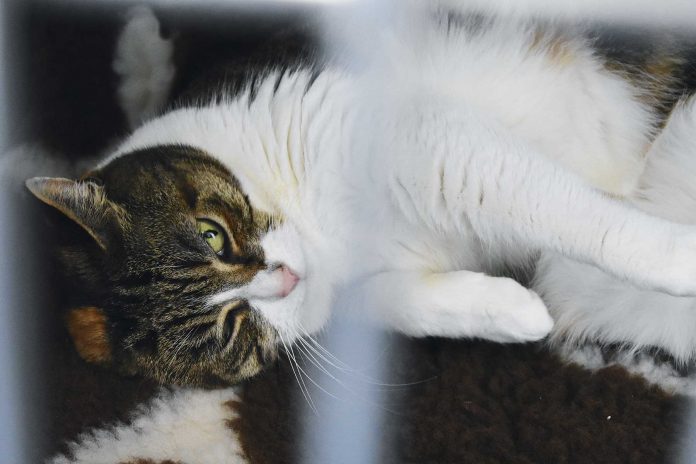 Clinic-Cat-recovery-2 Clinic-Cat-recovery-2