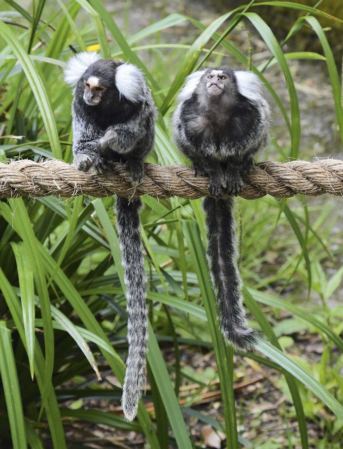 Dartmoor Zoo-Marmosets Dartmoor Zoo-Marmosets