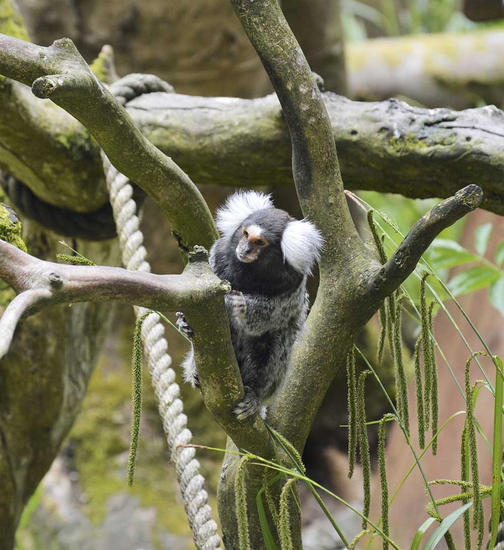 Marmoset Marvin