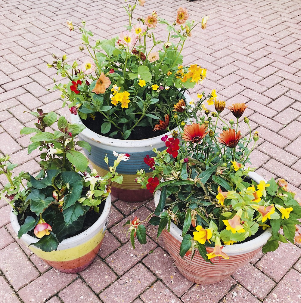 Gardening-Tequila Sunrise