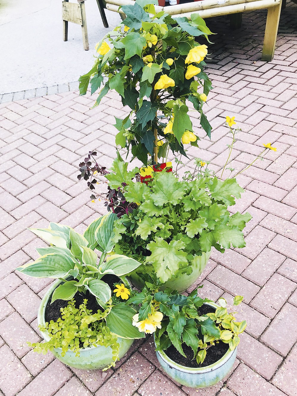 Gardening-Lime Margarita