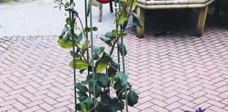 Pots of ideas! Gardening-Scented Terracotta Cubes
