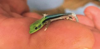 Dartmoor Zoo successfully breeds endangered Madagascan Lizard