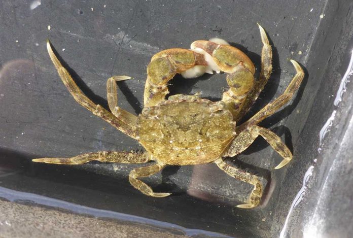 Marine-invaders-Hemigrapsus-takanoi-J-Bishop Marine-invaders-Hemigrapsus-takanoi-J-Bishop