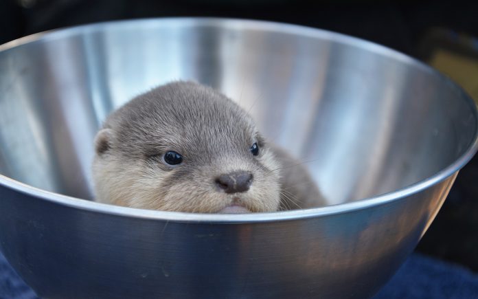 Otters Girl picture 2