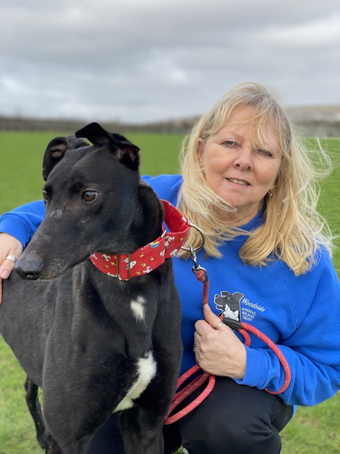 Woodside greyhounds