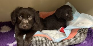 So much puppy love!