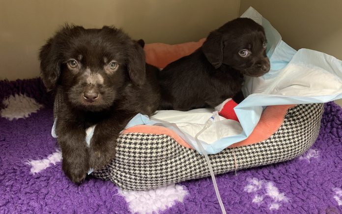 Pair of poorly pups at vets