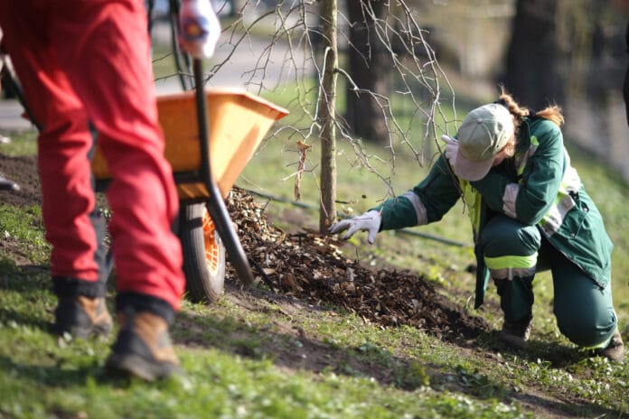 tree planting tree planting