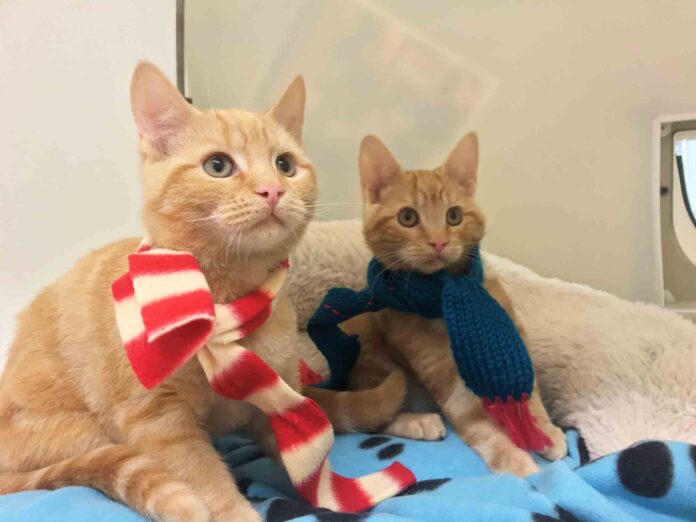 Gables kittens in scarves Gables kittens in scarves