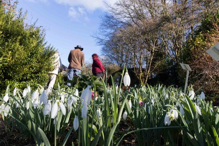 Snowdrop-enthusiasts-at-The-Garden-House,-Devon Snowdrop enthusiasts at The Garden House, Devon