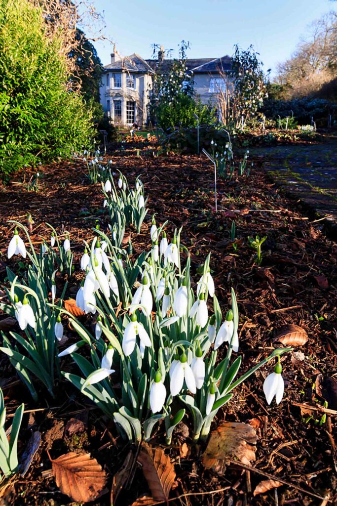 Snowdrop enthusiasts at The Garden House, Devon