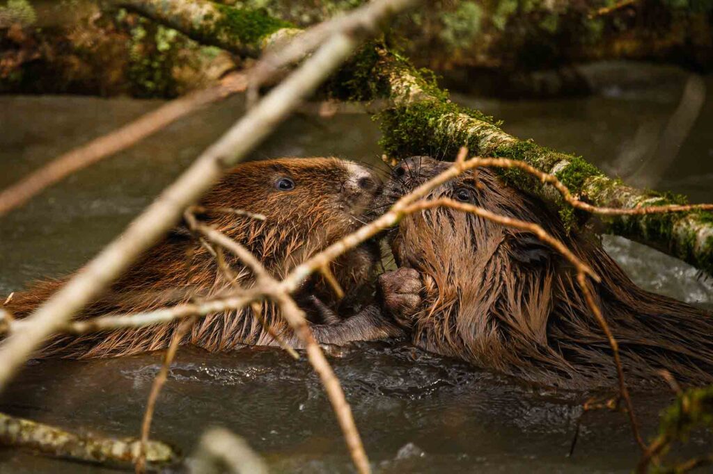 Beaver-Female-Beaver-Release