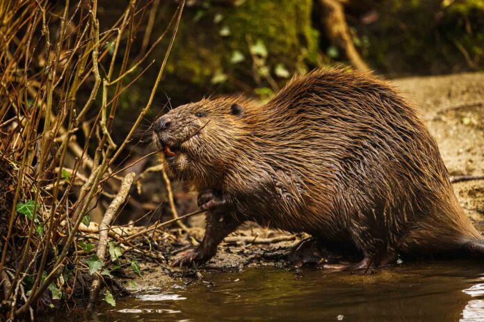 Beaver-Release-enjoying-a-snack Beaver-Release-enjoying-a-snack