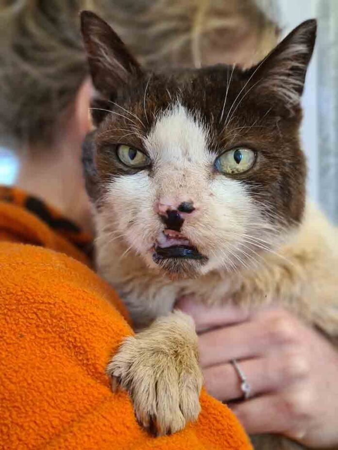 Tattered Tom...in safe hands at Gables Dogs and Cats Home Tattered Tom...in safe hands at Gables Dogs and Cats Home