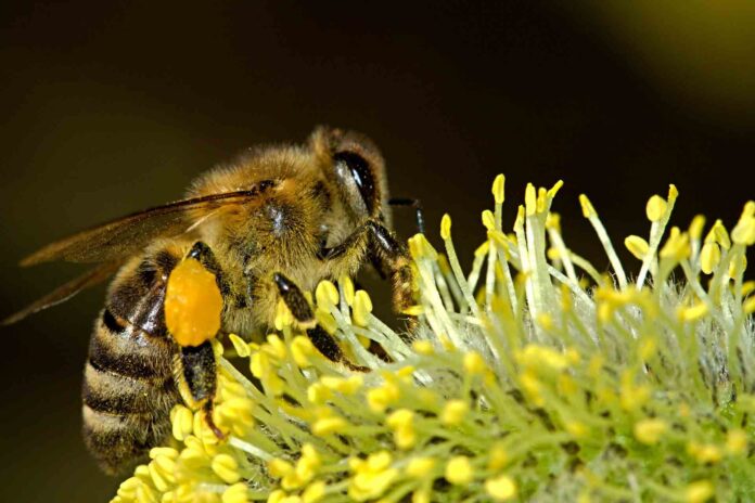 protect bees protect bees
