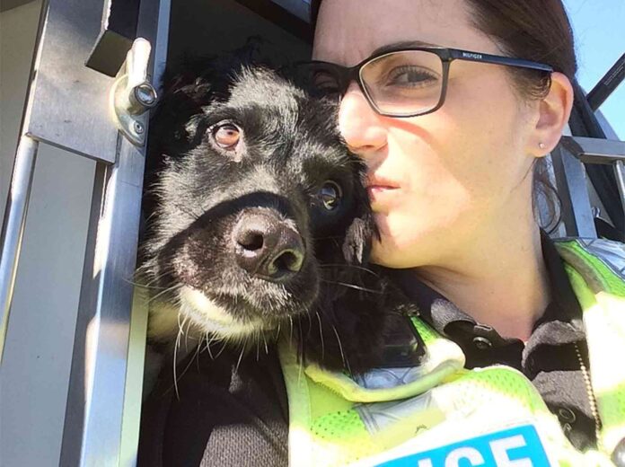 Royal-police-dog Royal-police-dog