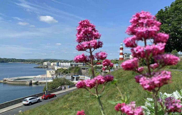 Wildflowers on The Hoe Wildflowers on The Hoe
