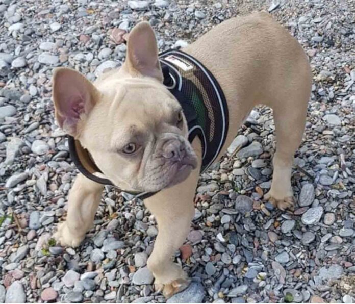 Bear the French Bulldog... born with deformed feet Bear the French Bulldog