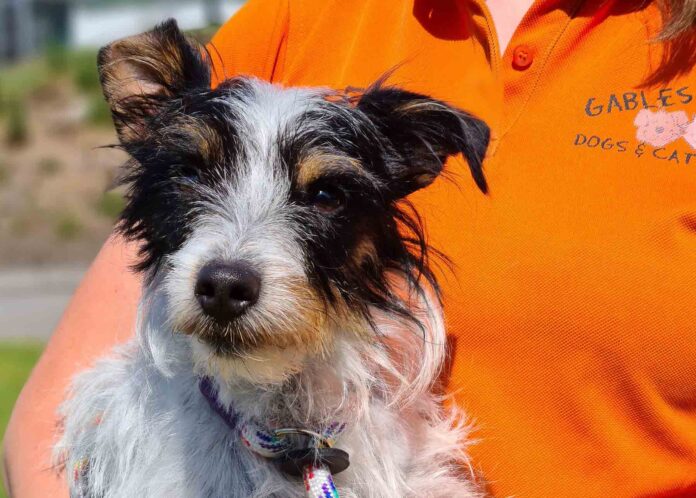 Smashed Smartie - needs major surgery Smashed Smartie - needs major surgery