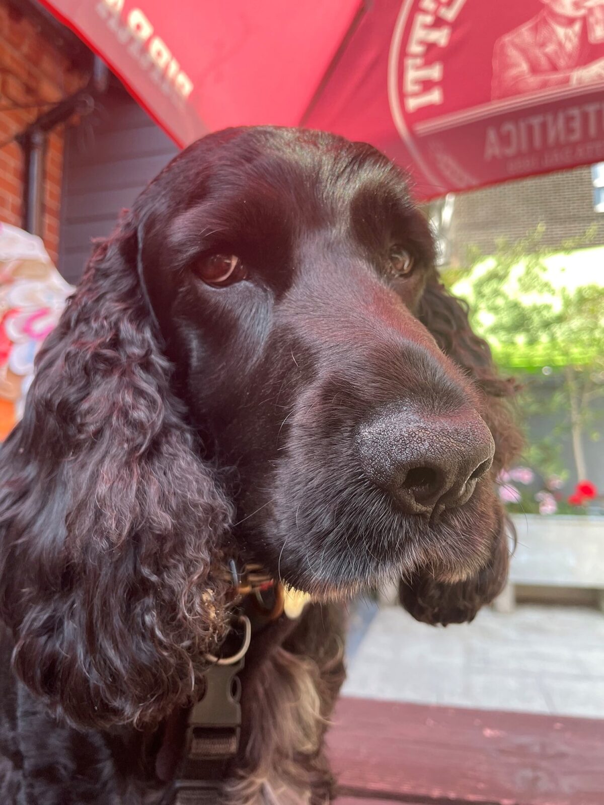 Bramble's first birthday