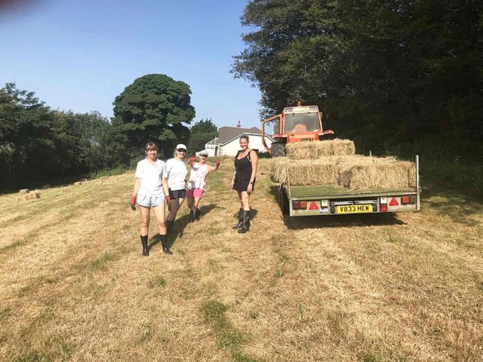 Volunteers from West Financial Management at the Donkey Park Volunteers from West Financial Management at the Donkey Park