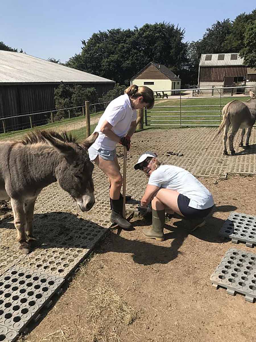 Donkey Sanctuary volunteering