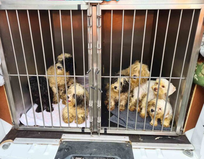 Rescued...the dogs safely in the Gables van Rescued...the dogs safely in the Gables van