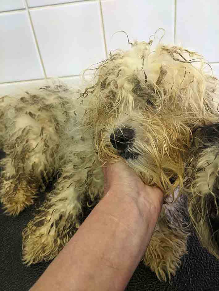 Two filthy adult shihtzu