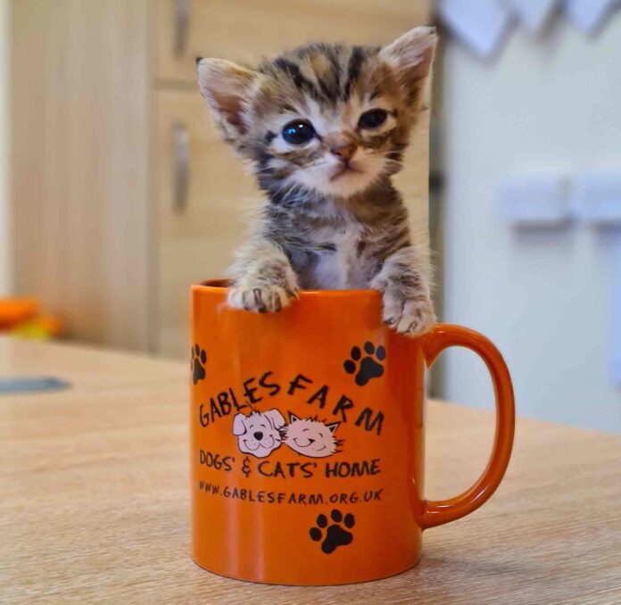 Fun-size-Freddo-in-mug Fun-size-Freddo-in-mug