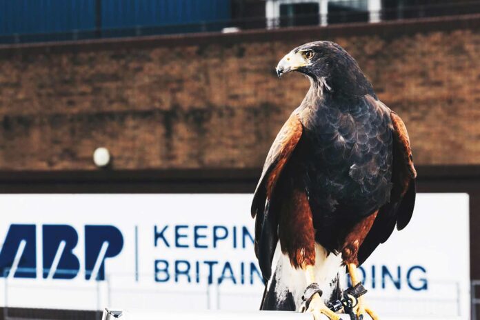 Seika-the-Harris-Hawk Seika-the-Harris-Hawk