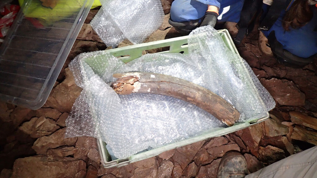 Wooly Mammoth remains