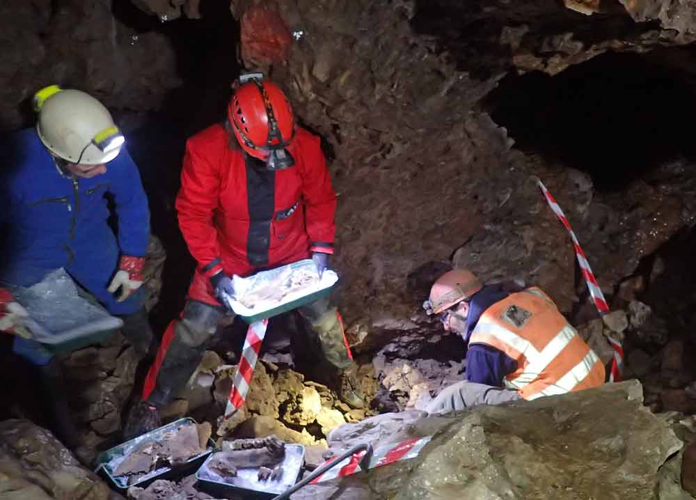 Wooly Mammoth remains