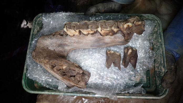Sherford-Woolly-rhinoceros-mandible-with-dentition.-Image-credit-AC-Archaeology Wooly Mammoth remains