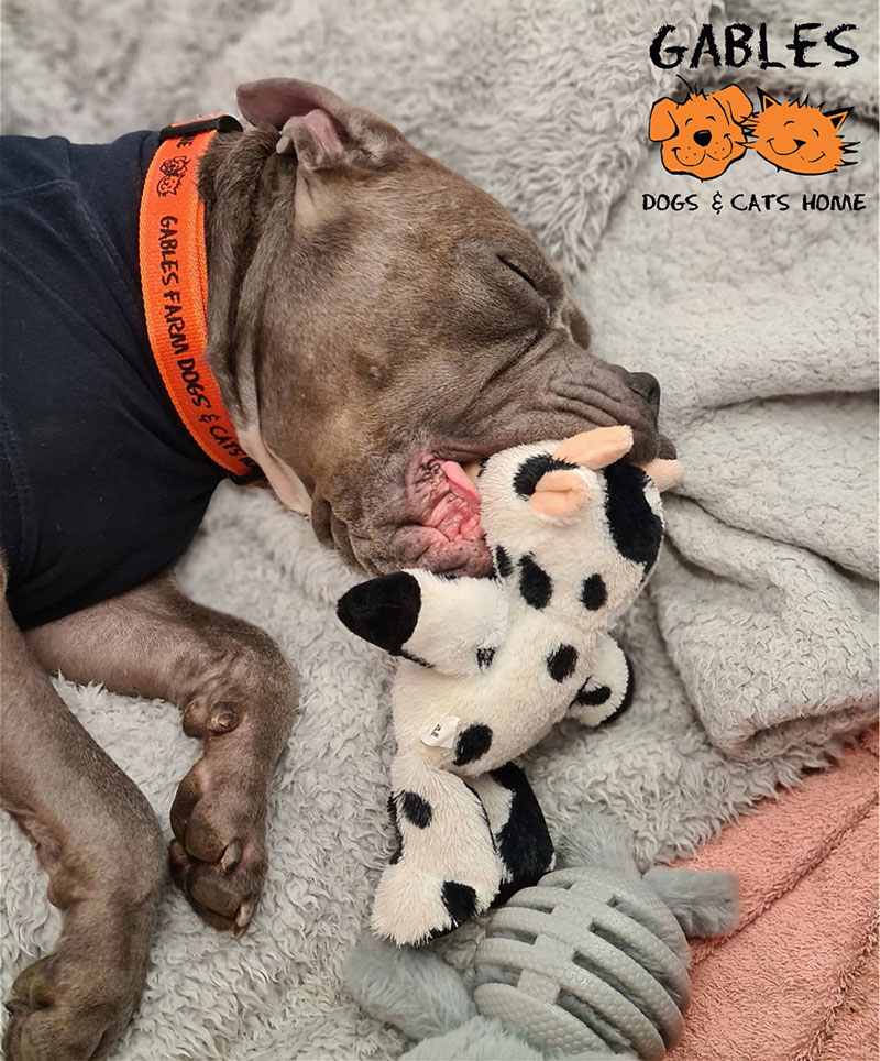 Hockey asleep with his toy at Gables