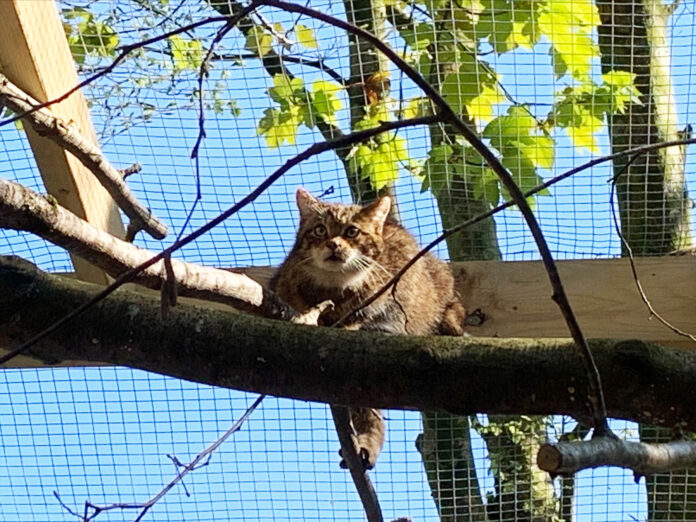 Scottish wildcat at Dartmoor Zoo Scottish wildcat at Dartmoor Zoo