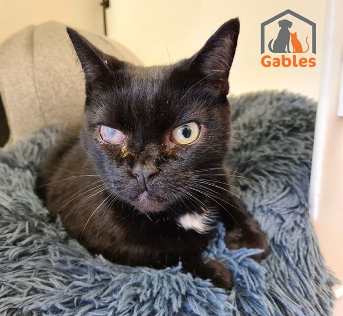 Cloudy...on the mend Cloudy at Gables Dogs and Cats Home
