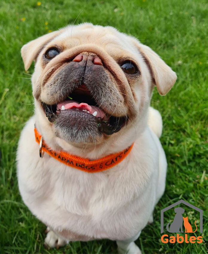 Pillsbury Pug at Gables Pillsbury Pug at Gables