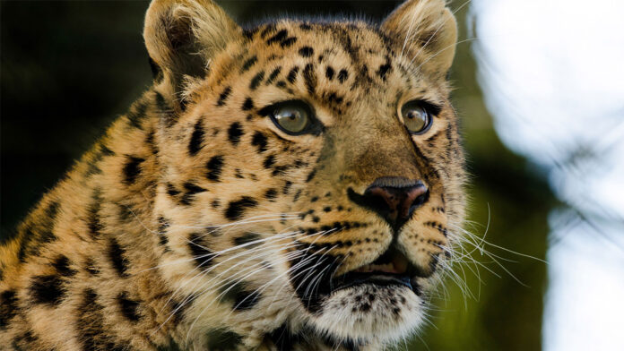 Dartmoor Zoo Amur Leopard Dartmoor Zoo Amur Leopard