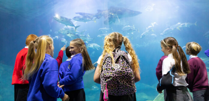 Connect Loving the ocean children look at marine display