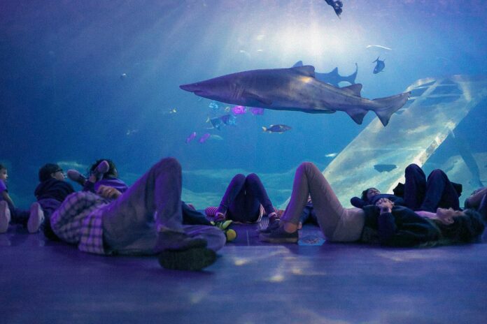 Sleeping with sharks