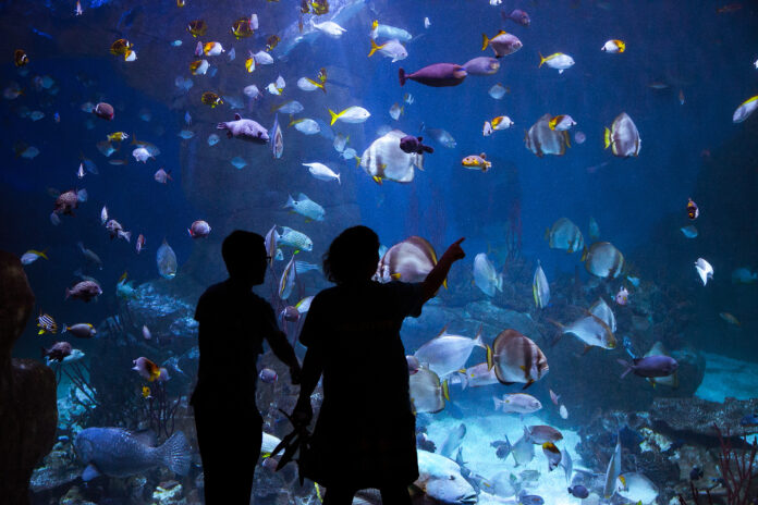 Aquarium-Great-Barrier-Reef