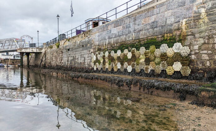 Plymouth is now home to a living seawall in an attempt to enhance biodiversity along its waterfront (Credit - University of Plymouth)