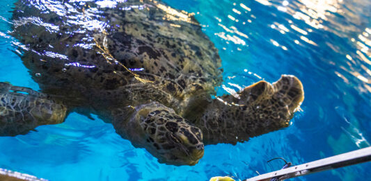 Friday the turtle getting fed at the 'Feed the turtle Experience'