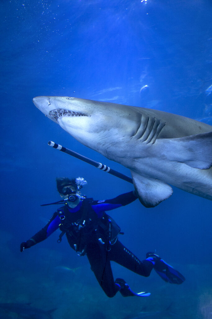 Plymouth National Marine Aquarium featured in a new six-part documentary on BBC 2 called Secrets of the Aquarium