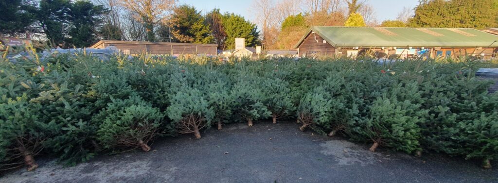 Photograph of Plymouth Garden Centre real trees ready for christmas