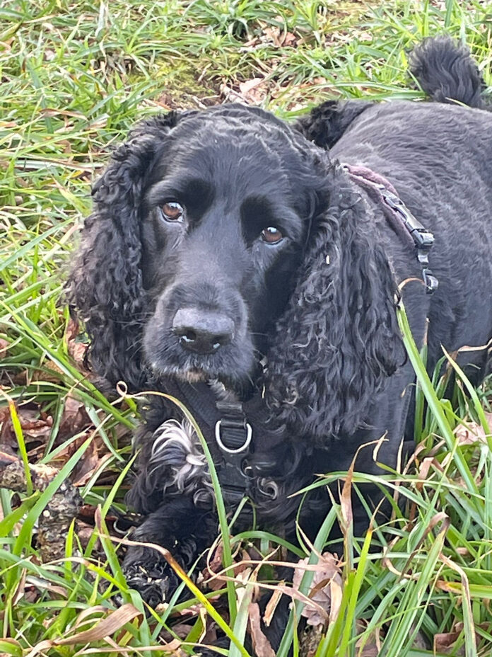 Bramble namesake of Brambles Pet Food Bank